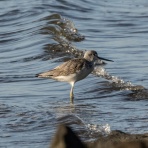 ふなきちのフィールドノート