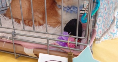 昨日は秘密結社ねこのひげ譲渡会♪