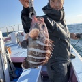 イワシの泳がせ　マハタ