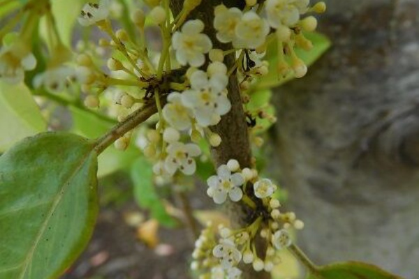 食べられるホオズキと食べられてしまったマリーゴールド 庭日記 Ver 2 0