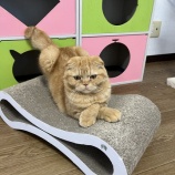 『今日の保護猫おもしろショット』の画像