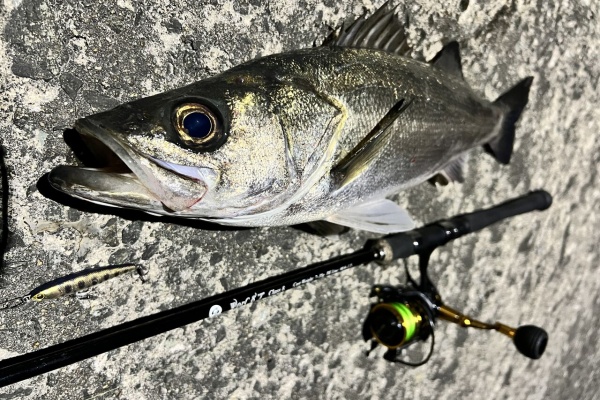 サクラ釣具　サクラヴィーナス12ft 13ft サクラ(SAKURA) サクラヴィーナス ソルトウォーター用 12