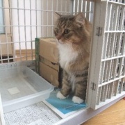 モモを迎えた前日の猫たちの様子