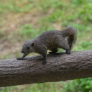 【画像】いい天気だからリス園にいったった🐿📸