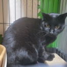 黒豹クロちゃん登場🌠