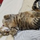 さすがに猫も暑そうや