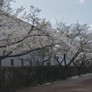 道すがらの桜を愛でる：其の壱／北赤羽浮間の風景