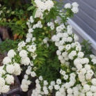 今年も飾ることが出来た！ほぼ放置で毎年花を咲かせてくれるあの可愛いお花。