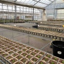 ペチュニア鉢上げ終了