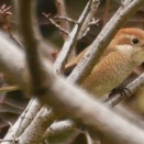 長居公園ご案内 １月４日(日)のイベント・アイスチューリップ・大阪のコロナ・都構想・野鳥