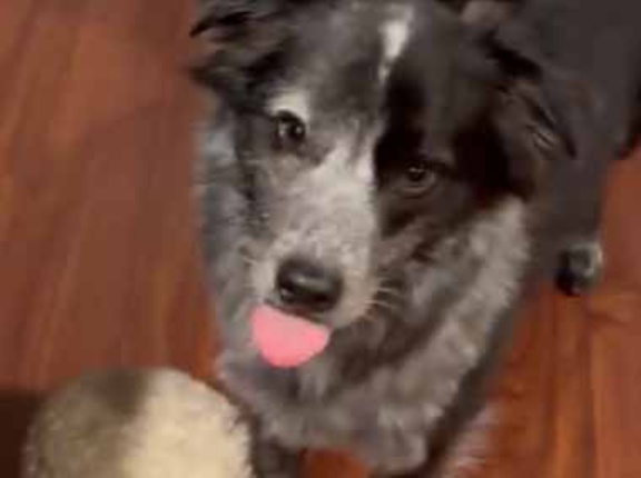 イヌの大好物なモノは何ですか？ 新鮮で美味しそうだワン♪ → うちの犬は「これ」です…