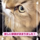 新しい家族が決まりました🐱