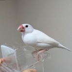 白文鳥のぴーちゃんの記録