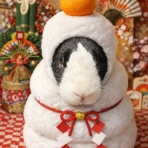 兎鳥庵（うさぎさんの里親募集）