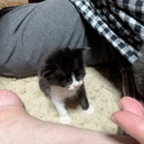 新入園ちゃん🐱