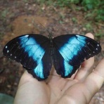 ばいおの採集日記