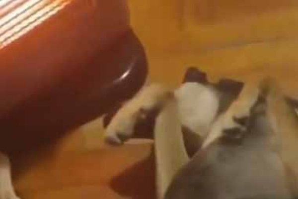 ネコ 犬がストーブの前で寝転んでいた いっしょにあったまろ 猫はこうなった 猫の動画 ねこわん