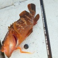 【有明海】春の乗っ込みタイラバと根魚釣り