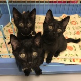 『【猫】3頭 里親募集を開始いたしました』の画像