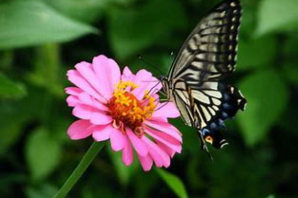 749 散りぬれば のちはあくたに なる花を 思ひしらずも まどふてふかな 名歌鑑賞のブログ