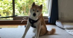 傾くシニア犬…