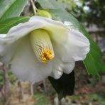 マツゴロウの山野草