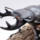 ヤエヤママルバネクワガタ飼育記2023~