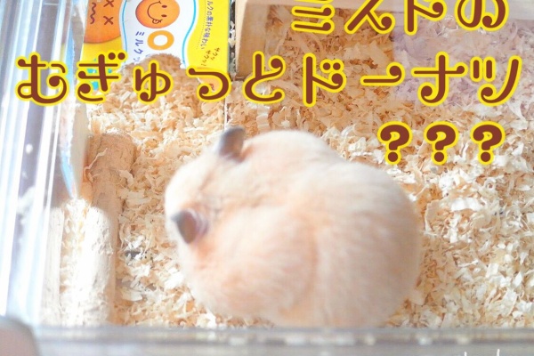 Cure Cure Land ゴールデンハムスター Cure Cure Land ゴールデンハムスター
