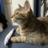 ライオンあらわる