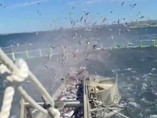 小魚を海へ撃ち出してクロマグロを太らせる蓄養いけす、カモメが群がる「1匹に1日10kg」の給餌【海外の反応】