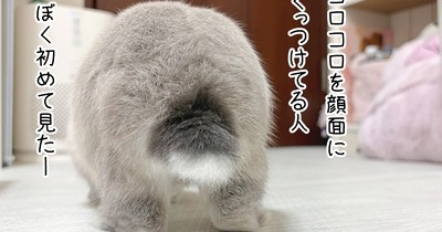 うさぎのルリ(9/13追記)