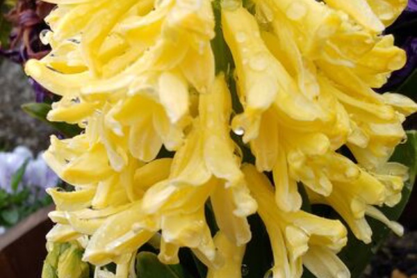 リザータおばさんの小さな森