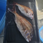 明石釣り船たかみまるの釣果blog