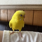 目の中に入れたい仔