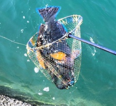 生きようとする力