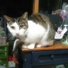 �إ��٤β���