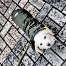 パウロと政宗公