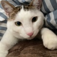 【画像】猫かわいい