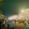 4月6日（月）の桜🌸三昧•2…西の丸庭園
