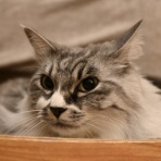 猫とふたり暮らし～evaとaiaiの日常～
