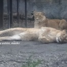 相次いでゴロンするライオン母娘など～4年振りの旭山動物園Day2-22