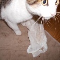 猫に小判を与えたら。 埋蔵金:千八百六拾壱両 お前えぇ~加減にしぃ~やぁ~。