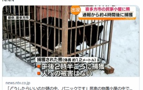 【（・(ｪ)・）】「どうしたらいいのか頭の中、パニックです」民家の物置小屋の中でクマが眠っている　福島