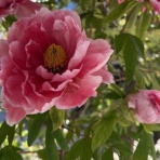 Rｅａｌ　ＨＥＡＲＴ