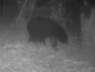 東京にクマが出没！