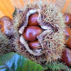 減農薬野菜、果物、お花、こだわりのうつわのお店　- 花うつわ大地（花咲農園） -