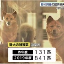 野犬による経済的損失は2億3千万円、命を救う現場の努力。