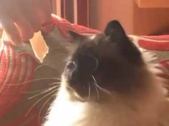 【井上尚弥？】 猫にハムをあげようとした。見事なアッパーカット！ → 猫の華麗な動きはこちらです…