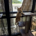 ゼンタちゃん、ひさしぶり