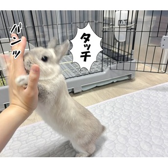 うさぎのルリとハムスターのプリン(12/2追記)